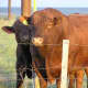 Beefalo standing in front of an Angus cow.