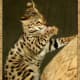 Savannah cat bred at Avalon Savannahs.