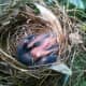 Here's the baby Cardinal, safe & sound in its nest. It will probably fledge in a few days.