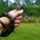 The parents alerted me to the danger & I came to the rescue. Rat Snakes are constrictors.