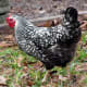 Silver laced Wyandotte hen