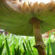 They were tall enough to place the camera on the ground and get shots of the underside. This is actually the smaller of the 2 mushrooms!