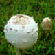 This is how 2 mushrooms appeared one day in Sept. of 2011. Look at next photos to see how they developed and how large they became.