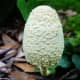 pictures-mushroom-fungi-wild-ones