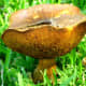 Closeup of mushroom found in our yard, October of 2010.