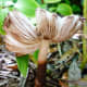 Underside of the previously shown mushroom.