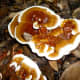Mushrooms growing on the stump of our redwood tree