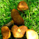 Same batch of mushrooms as the previous one. Unusual mottling of colors and shapes!