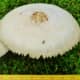 Look at how large they got! The biggest one is about 8 inches tall and about that wide in diameter!