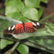 This is a Hecale Longwing. The biggest threat to butterflies is loss of habitat.