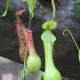 carnivorous-plants