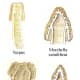 Examples of false morels