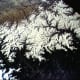 Photo of Himalayan mountains taken from orbit by Gordon Cooper. Photo courtesy of NASA.