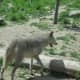 Wolf in Yellowstone