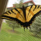 my-wildlife-in-montana-raising-a-swallowtail-butterfly