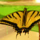 my-wildlife-in-montana-raising-a-swallowtail-butterfly