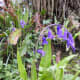 An English bluebell can be differentiated from its Spanish cousin by its drooping habit.