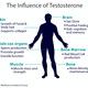 The effects of testosterone on the male body