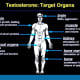 The effect of testosterone on organs