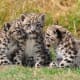 Three siblings: snow leopard cubs at the Cat Survival Trust, Welwyn, UK.