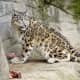 Snow leopard in Zoo Z&uuml;rich eating some meat.