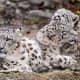 facts-about-snow-leopards