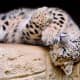 facts-about-snow-leopards