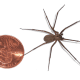 How big is a brown recluse spider? Here’s a brown recluse next to a penny.