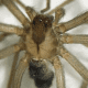 Brown recluse spider identification: Close-up showing violin markings. 