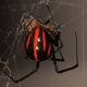 Another beautiful black widow variation.
