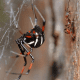 The northern black widow variation.