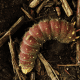 caterpillar-identification-2
