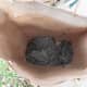 Baby Screech Owls in bag. This was a large nest of owlets for the father to feed.