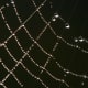 Water can be beautiful as well as functional. Here water vapour in the air has condensed into water droplets around this spiders web. The surface tension of the water keeps the droplets as distinct structures.