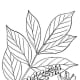 Poison Sumac has a smoother edge to its leaf strcuture