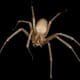 The brown recluse, or violin, spider.