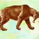 An extremely muscular cat – a Smilodon, or Saber-Toothed Cat