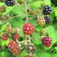 Ripening berries