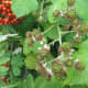 The green berries turn red and then black in late summer and early fall.