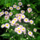 Not every flower that looks like a daisy is one. This is the Philadelphia fleabane.