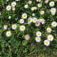 White and pink common daisies
