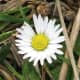 A close-up view of a daisy