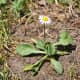 The common daisy has spoon-shaped leaves.