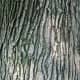 Bur Oak Bark