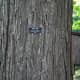Black Oak Bark