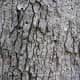 Eastern White Oak Bark