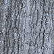 Southern Red Oak Bark