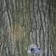 Northern Red Oak Bark