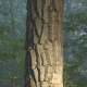 Chestnut Oak Bark