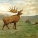 A drawing of the giant deer by Charles R. Knight.